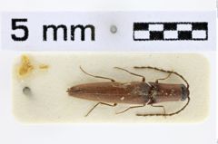 Foto (Dorsalansicht) von Megapenthes insignis (LeConte, 1884)